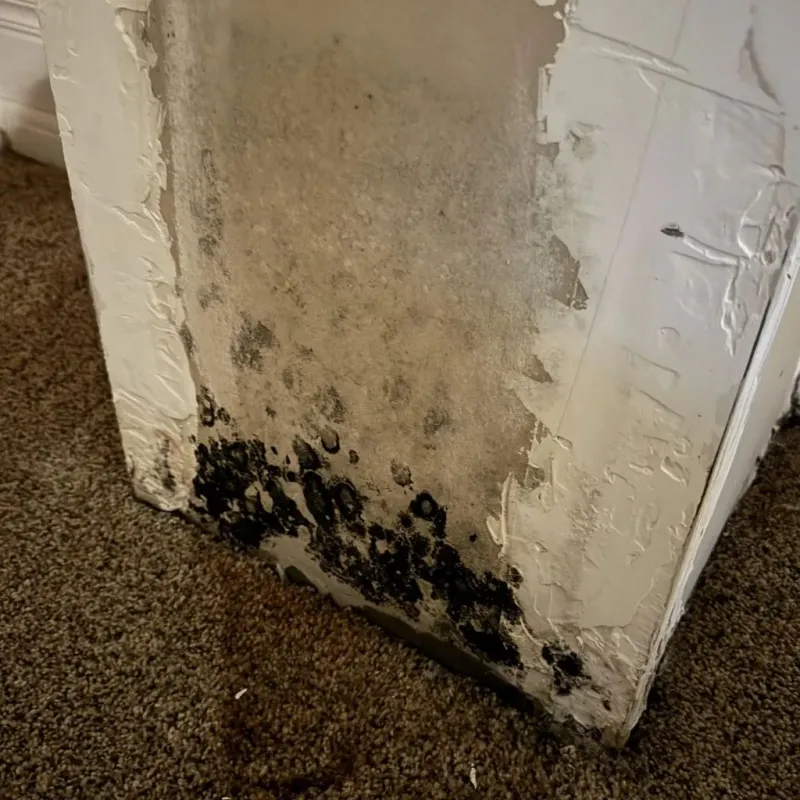 Professional Mold Removal in Poolesville, MD